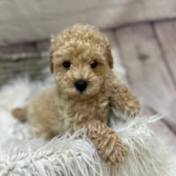Shipoo-DOG-Male-Cream-10459-Petland Monroeville, PA