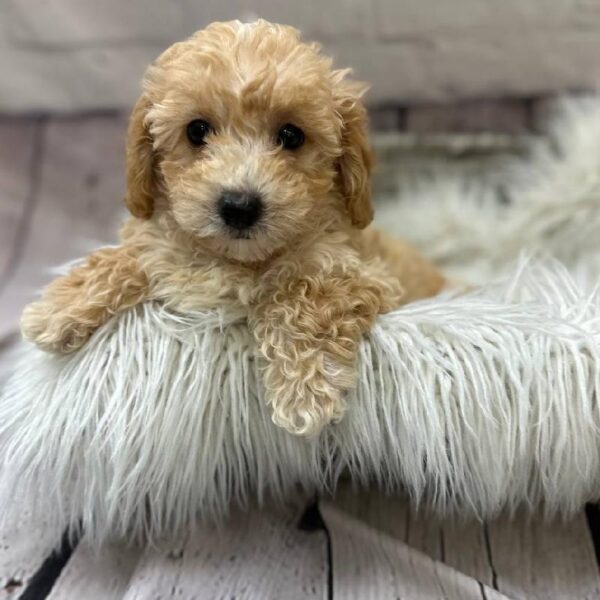 Maltipoo-DOG-Male-Apricot-10453-Petland Monroeville, PA