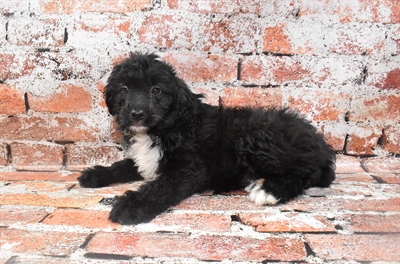 Aussiedoodle-DOG-Female-Black-10471-Petland Monroeville, PA