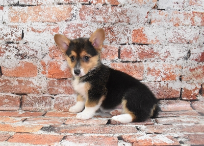 Pembroke Welsh Corgi-DOG-Female-Black and Tan-10473-Petland Monroeville, PA