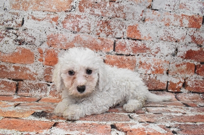 Bichon-DOG-Female-White-10475-Petland Monroeville, PA