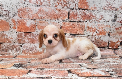 Cavalier King Charles Spaniel-DOG-Male-Blenheim-10477-Petland Monroeville, PA