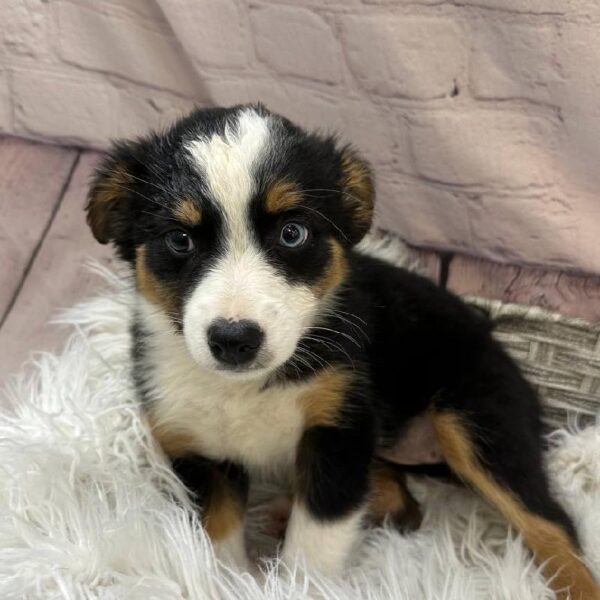 Miniature Australian Shepherd-DOG-Female-Tri Color-10483-Petland Monroeville, PA