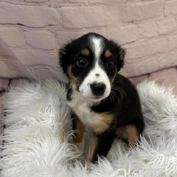 Miniature Australian Shepherd-DOG-Female-Tri Color-10482-Petland Monroeville, PA