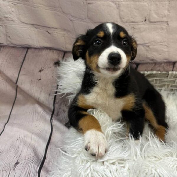 Miniature Australian Shepherd-DOG-Female-Tri Color-10479-Petland Monroeville, PA
