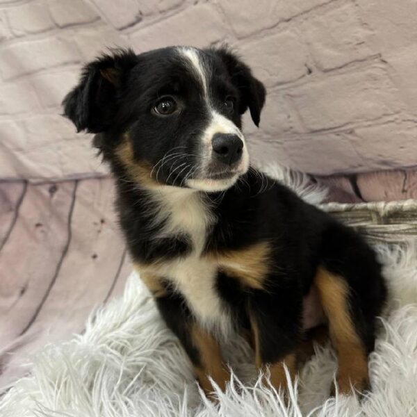 Miniature Australian Shepherd-DOG-Male-Tri color-10480-Petland Monroeville, PA