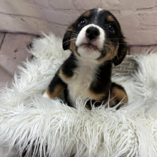Miniature Australian Shepherd-DOG-Female-Tri Color-10481-Petland Monroeville, PA
