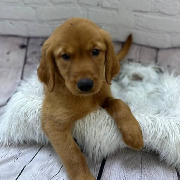 Golden Retriever-DOG-Female-Dark Golden-10495-Petland Monroeville, PA