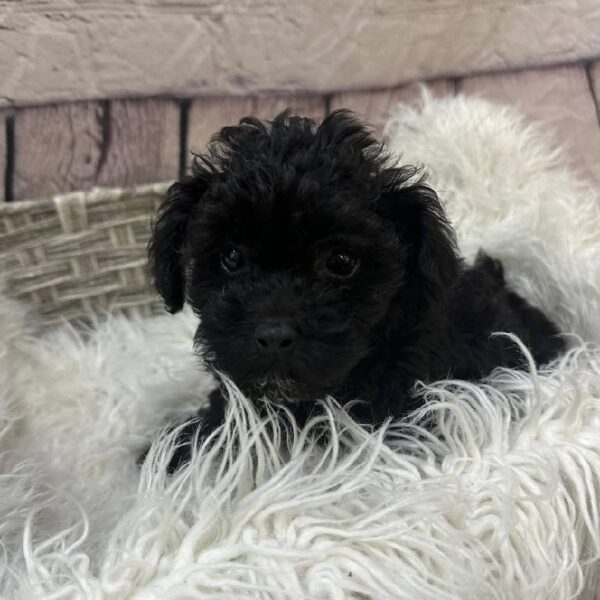 Poodle-DOG-Female-Black-10498-Petland Monroeville, PA