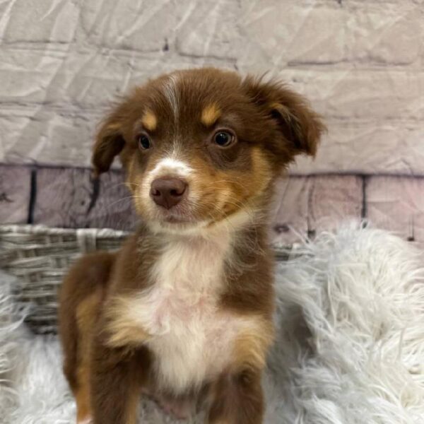 Australian Shepherd-DOG-Female-Red-10501-Petland Monroeville, PA