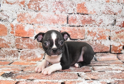 Boston Terrier-DOG-Male-Black and White-10504-Petland Monroeville, PA