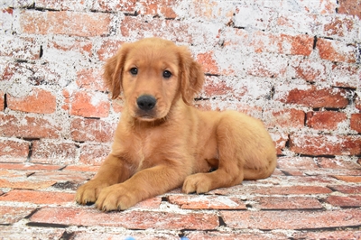 Golden Retriever-DOG-Male-Dark Golden-10505-Petland Monroeville, PA