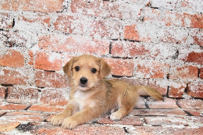 Morkie-DOG-Male-Gold-10506-Petland Monroeville, PA