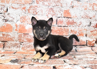 Shiba Inu-DOG-Female-Black and Tan-10508-Petland Monroeville, PA