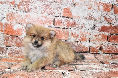 Pomeranian-DOG-Male-Orange Sable-10509-Petland Monroeville, PA