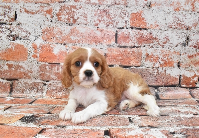 Cavalier King Charles Spaniel-DOG-Male-Blenheim-10510-Petland Monroeville, PA