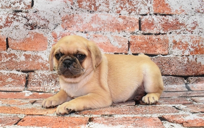 Pug-DOG-Male-Apricot Fawn-10511-Petland Monroeville, PA