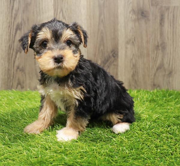 Yorkie-DOG-Female-Black / Tan-10521-Petland Monroeville, PA