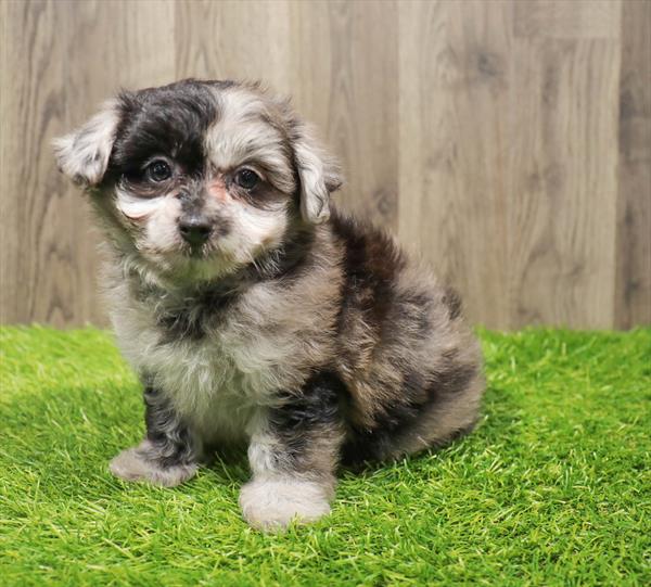 Pom-A-Poo-DOG-Male-Blue Merle-10525-Petland Monroeville, PA