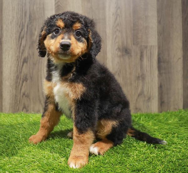 Mini Bernedoodle 2nd Gen-DOG-Female-Black White / Tan-10526-Petland Monroeville, PA