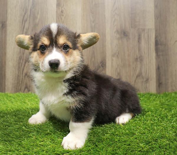 Pembroke Welsh Corgi-DOG-Female-Black-10527-Petland Monroeville, PA
