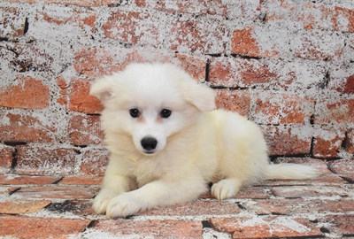 American Eskimo-DOG-Female-White-10543-Petland Monroeville, PA