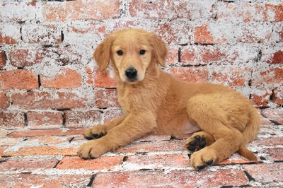 Golden Retriever-DOG-Female-Dark Golden-10544-Petland Monroeville, PA