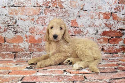 Mini Goldendoodle 2nd Gen.-DOG-Male-Apricot-10545-Petland Monroeville, PA
