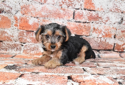Yorkie-DOG-Female-Black and Tan-10546-Petland Monroeville, PA
