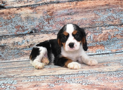 Cavalier King Charles Spaniel-DOG-Female-Black and Tan-10562-Petland Monroeville, PA