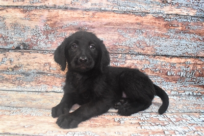 Labradoodle-DOG-Female-Black-10564-Petland Monroeville, PA
