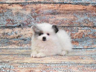 Pomeranian-DOG-Female-White-10565-Petland Monroeville, PA