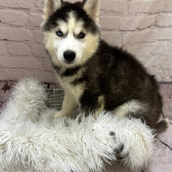 Siberian Husky-DOG-Female-Black / White-10572-Petland Monroeville, PA