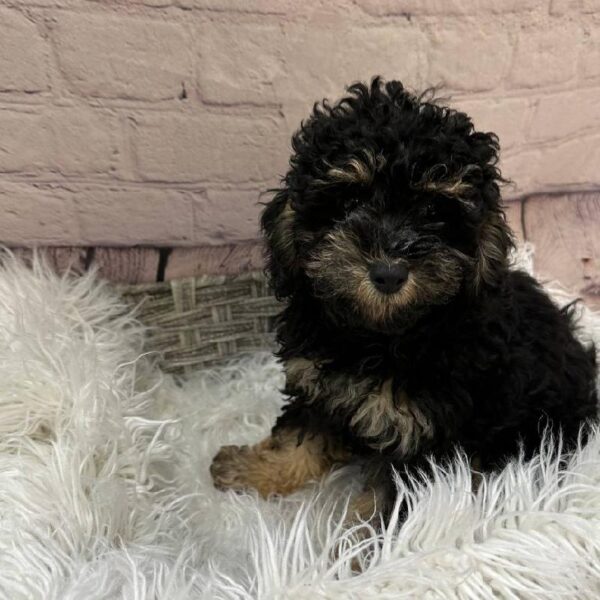 Mini Poodle-DOG-Male-Black-10573-Petland Monroeville, PA