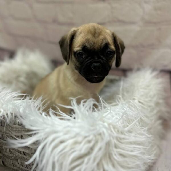 Puggle-DOG-Male-Fawn-10576-Petland Monroeville, PA