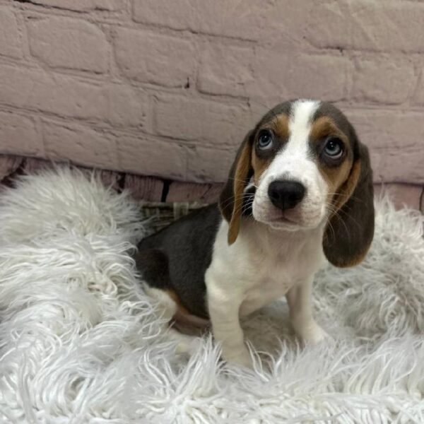 Beagle-DOG-Female-Blue / White-10577-Petland Monroeville, PA