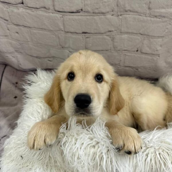 Golden Retriever-DOG-Male-Golden-10594-Petland Monroeville, PA