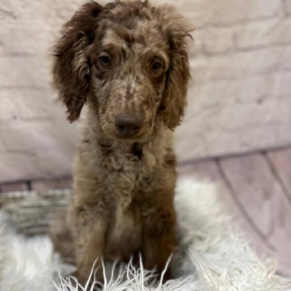 Goldendoodle-DOG-Male-Chocolate Merle-10376-Petland Monroeville, PA