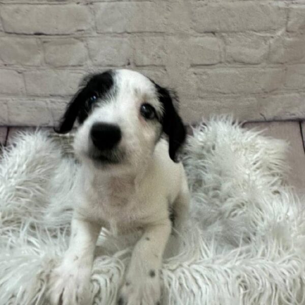 Schnoodle-DOG-Male-Black and White-10374-Petland Monroeville, PA