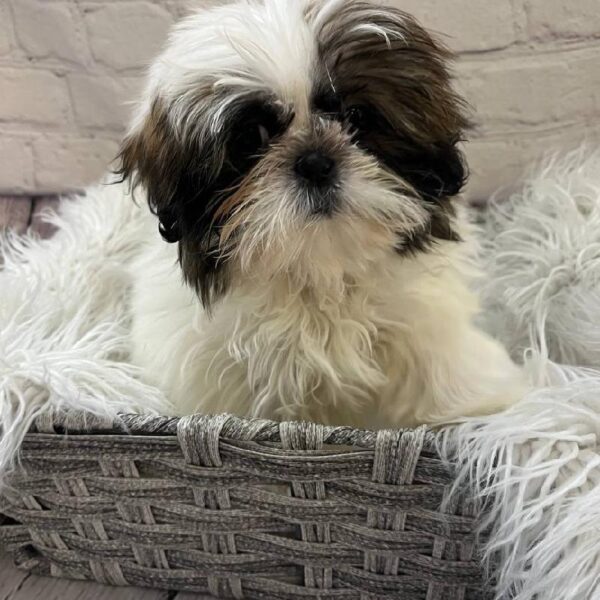Shih Tzu-DOG-Female-Brindle and White-10379-Petland Monroeville, PA