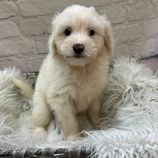 Chinese Crested-DOG-Male-Cream-10394-Petland Monroeville, PA