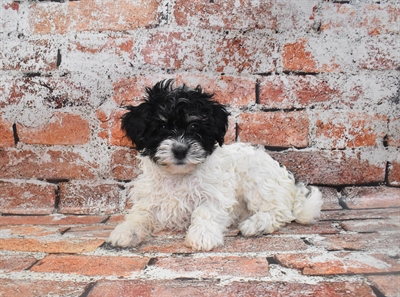 Havanese-DOG-Female-Black and White-10474-Petland Monroeville, PA