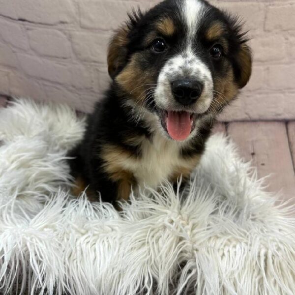 Miniature Australian Shepherd-DOG-Male-Tri Color-10478-Petland Monroeville, PA