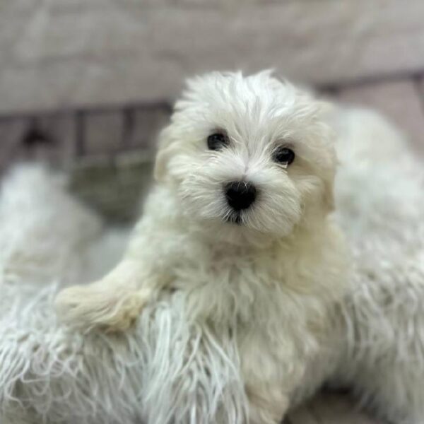 Malti-Poo-DOG-Male-White-10496-Petland Monroeville, PA