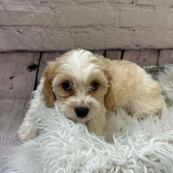 Cavachon-DOG-Male-White and Apricot-10494-Petland Monroeville, PA