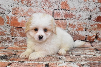 Peke-a-poo-DOG-Male-Biscuit-10507-Petland Monroeville, PA