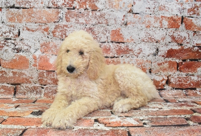Standard Poodle-DOG-Female-Cream-10512-Petland Monroeville, PA