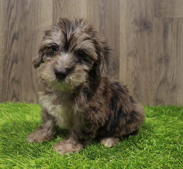 Yorkie-Poo-DOG-Male-Blue Merle-10522-Petland Monroeville, PA