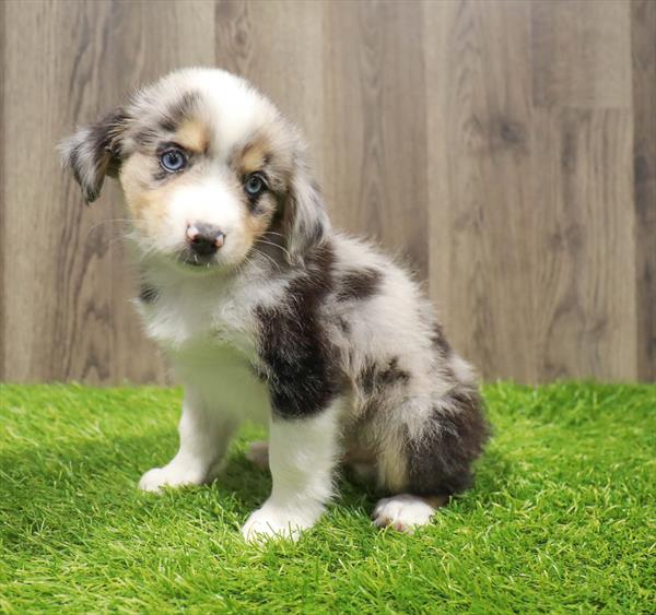 Miniature Australian Shepherd-DOG-Male-Blue Merle-10523-Petland Monroeville, PA