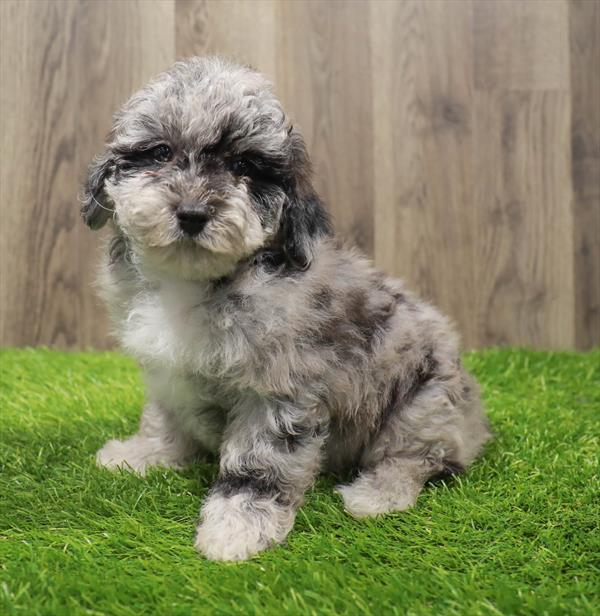 Bichon- Poo-DOG-Male-Blue Merle-10524-Petland Monroeville, PA